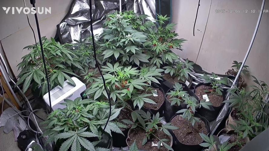 Dwc banana purple punch auto R3. Week 7