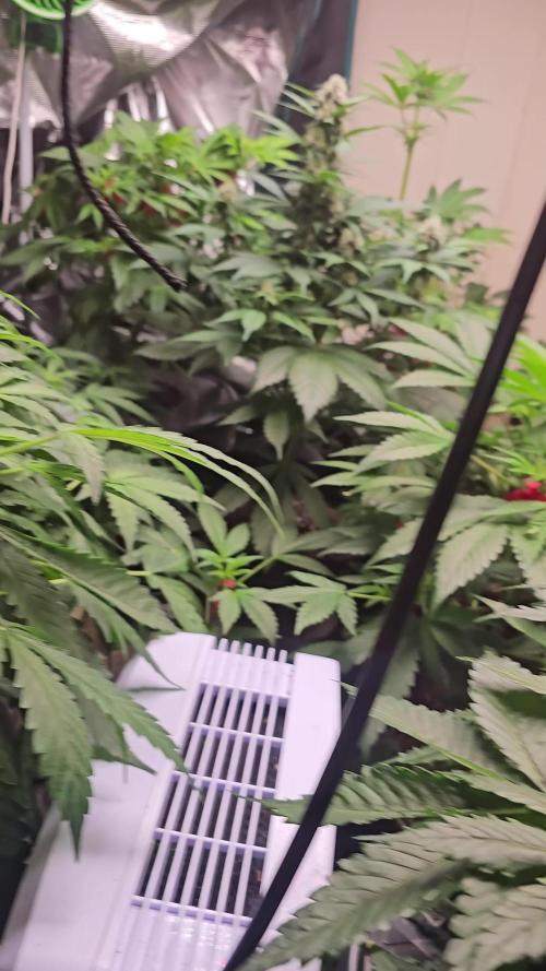 Dwc banana purple punch auto R3