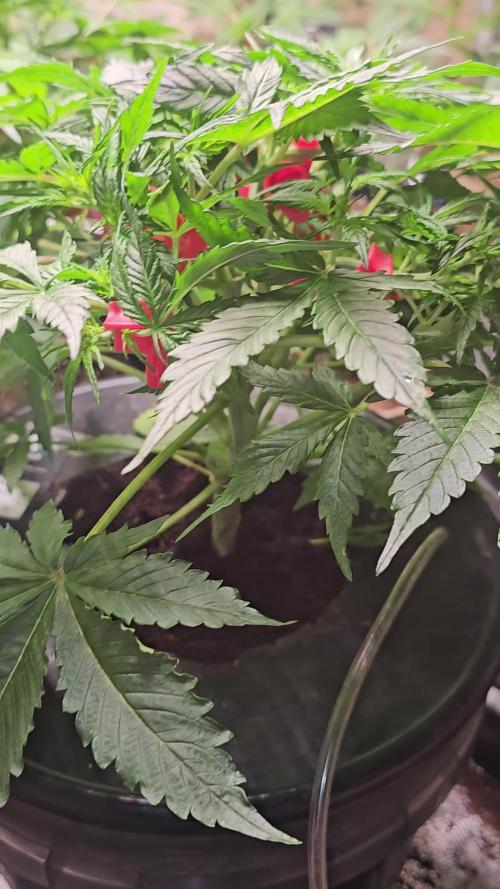 Dwc banana purple punch auto R3