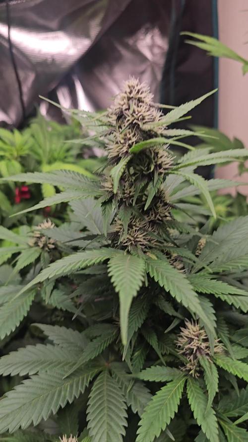 Dwc banana purple punch auto R3