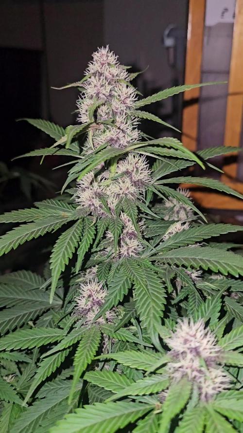 Dwc banana purple punch auto R3