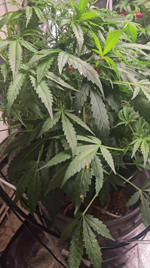 Dwc banana purple punch auto R3