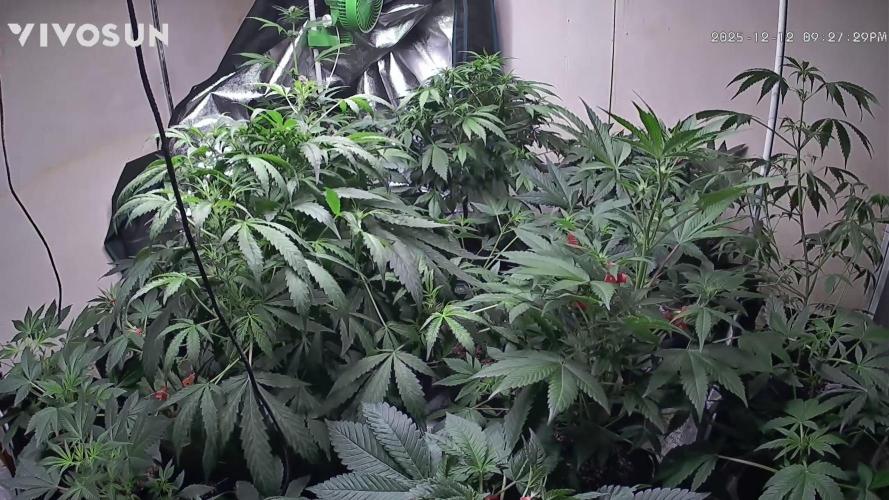 Dwc banana purple punch auto R3. Week 8