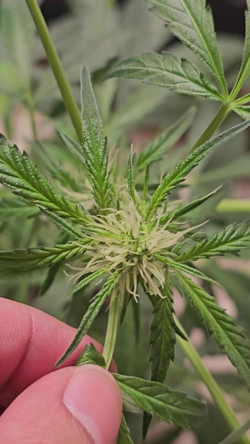 Dwc banana purple punch auto R3