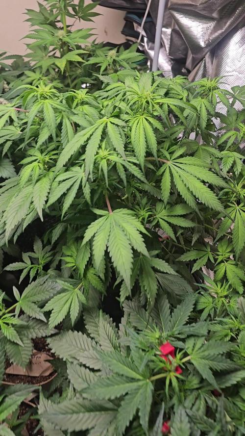 Dwc banana purple punch auto R3