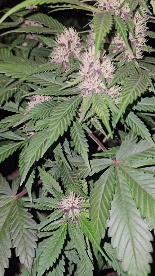 Dwc banana purple punch auto R3