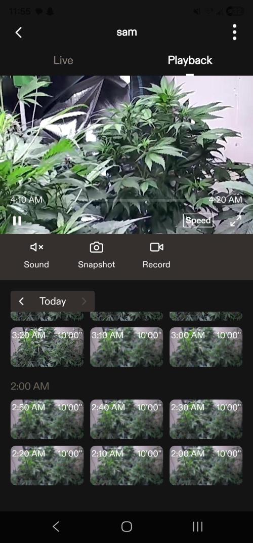 Dwc banana purple punch auto R3. Week 8 - Plant correction