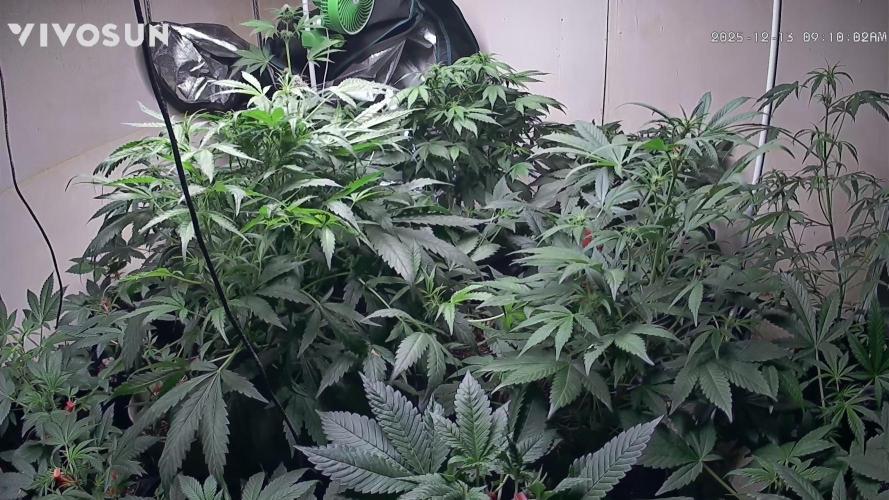 Dwc banana purple punch auto R3. Week 8 - Time lapse