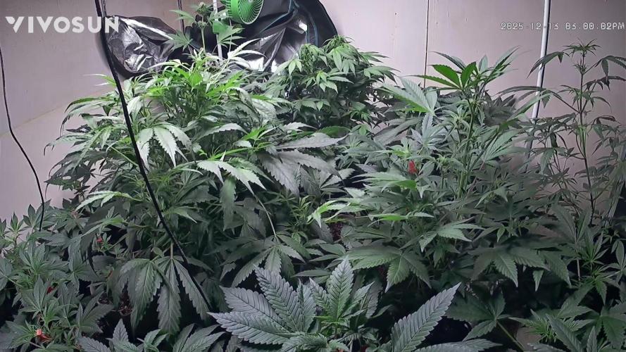 Dwc banana purple punch auto R3. Week 8 - The plant 