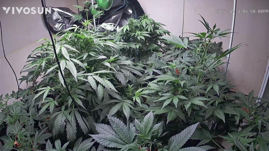 Dwc banana purple punch auto R3. Week 8 - Starts to droop 