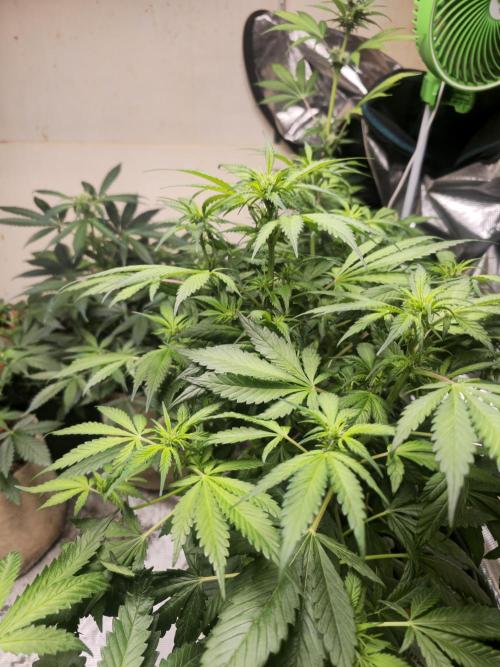 Dwc banana purple punch auto R3. Week 8 - The plant in question recovering 