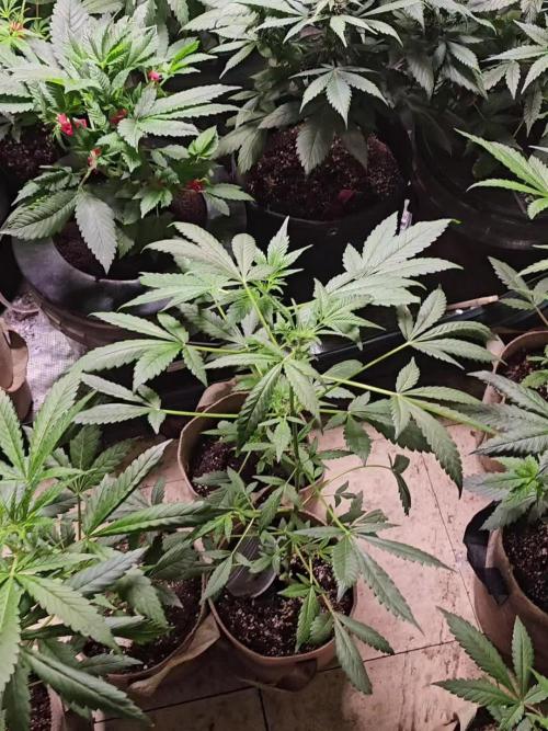 Dwc banana purple punch auto R3