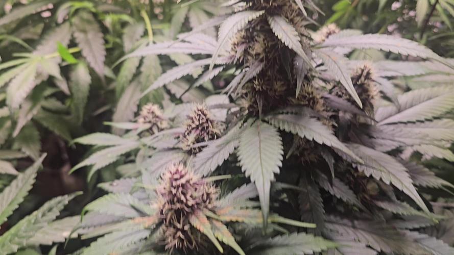 Dwc banana purple punch auto R3