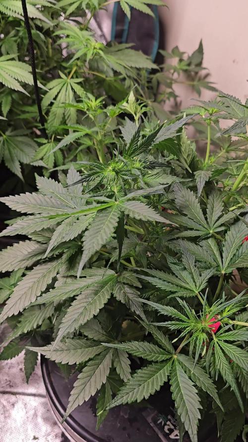 Dwc banana purple punch auto R3