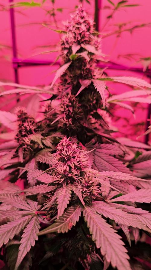 Dwc banana purple punch auto R3