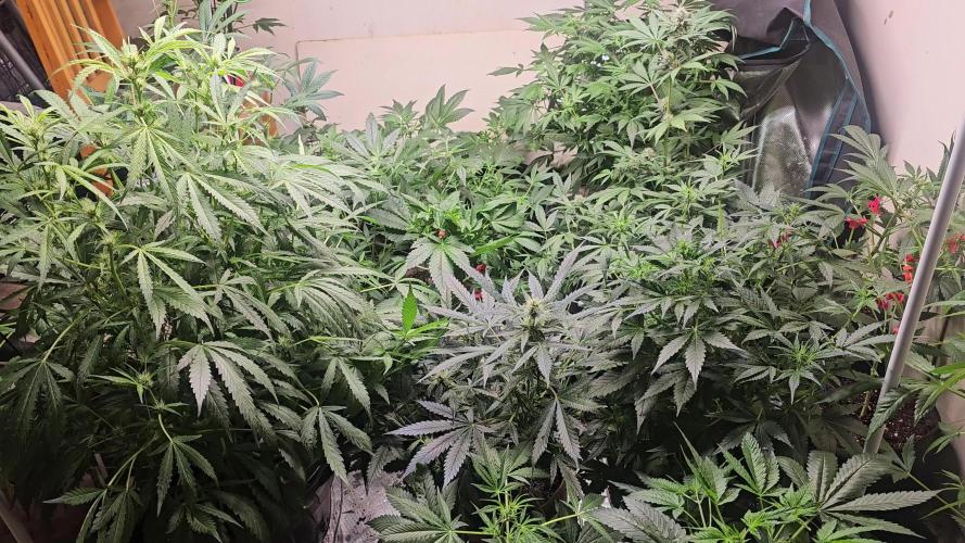 Dwc banana purple punch auto R3