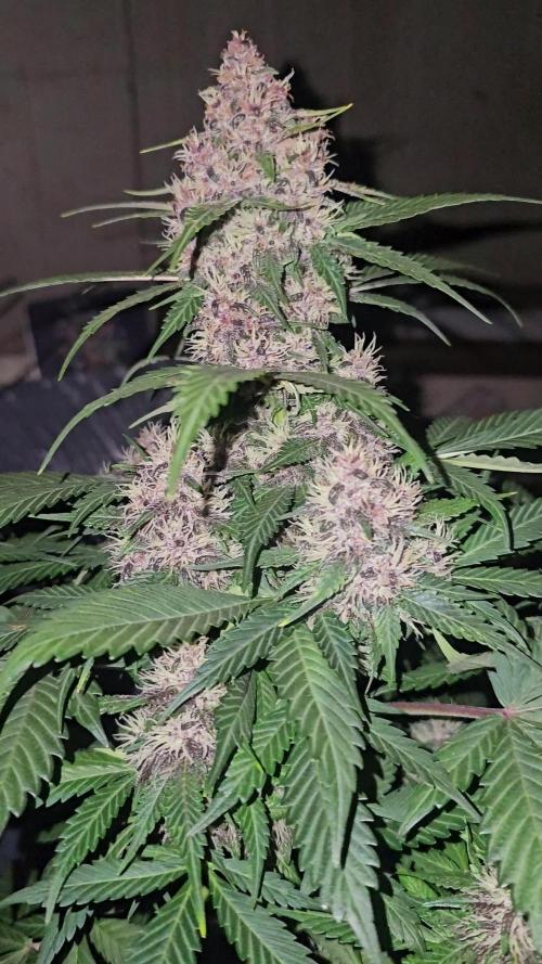 Dwc banana purple punch auto R3