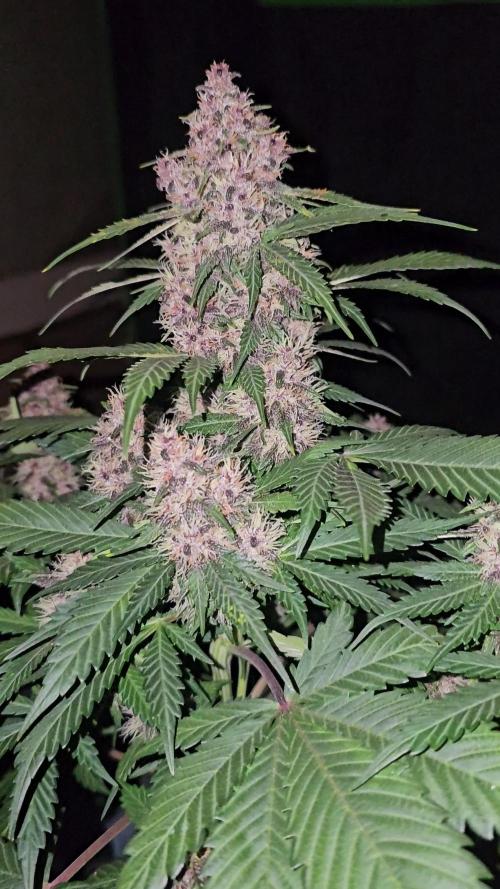 Dwc banana purple punch auto R3