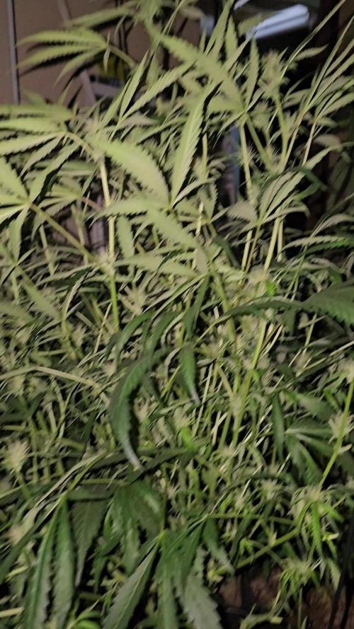 Dwc banana purple punch auto R3