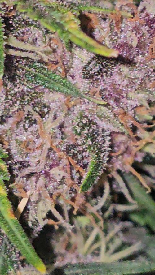 Dwc banana purple punch auto R3