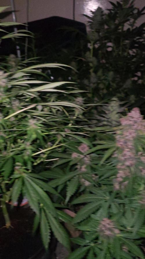 Dwc banana purple punch auto R3