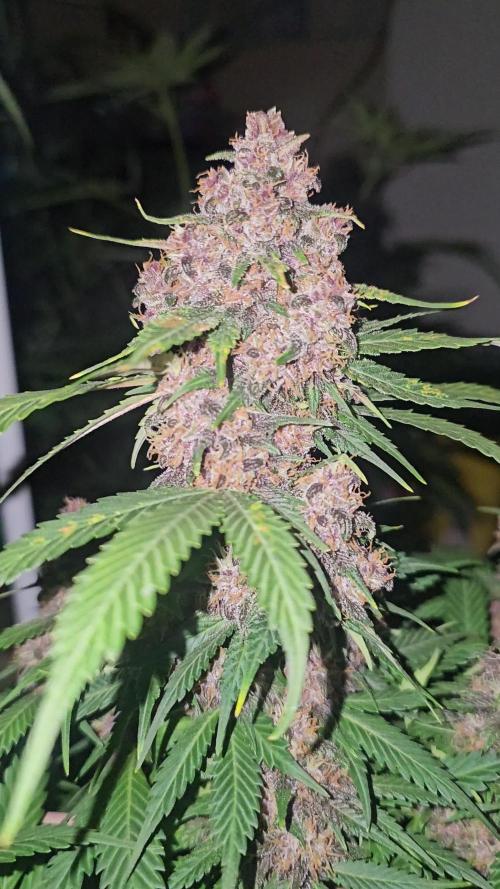 Dwc banana purple punch auto R3