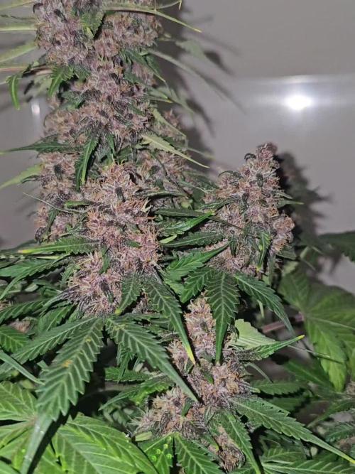 Dwc banana purple punch auto R3