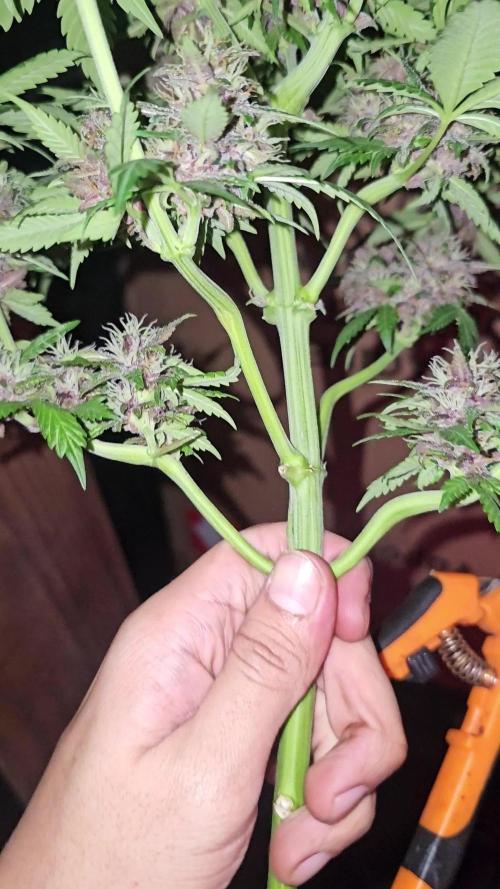 Dwc banana purple punch auto R3