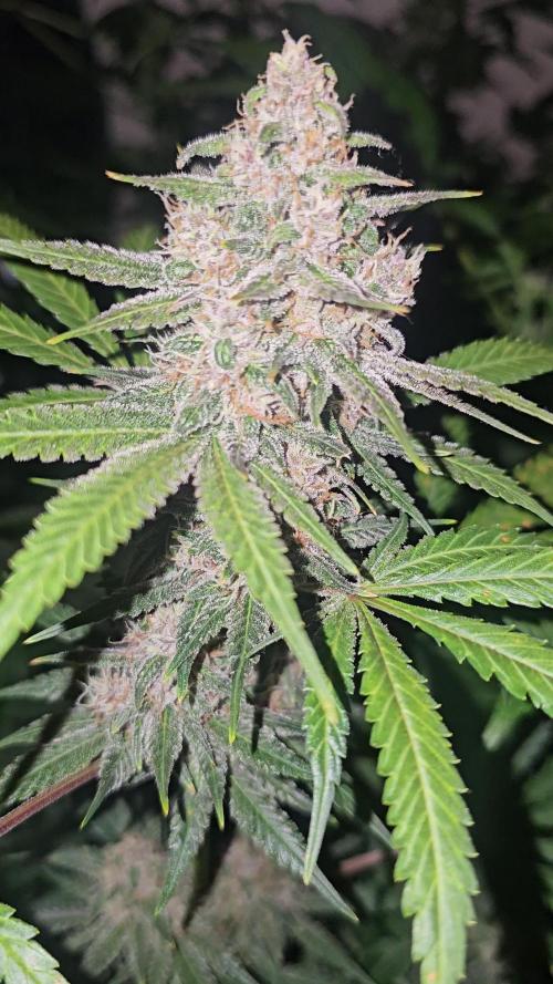 Dwc banana purple punch auto R3