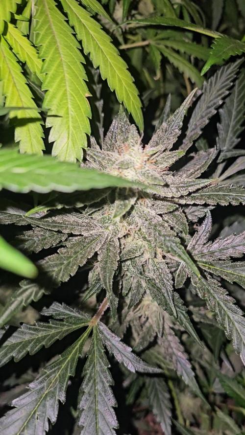 Dwc banana purple punch auto R3