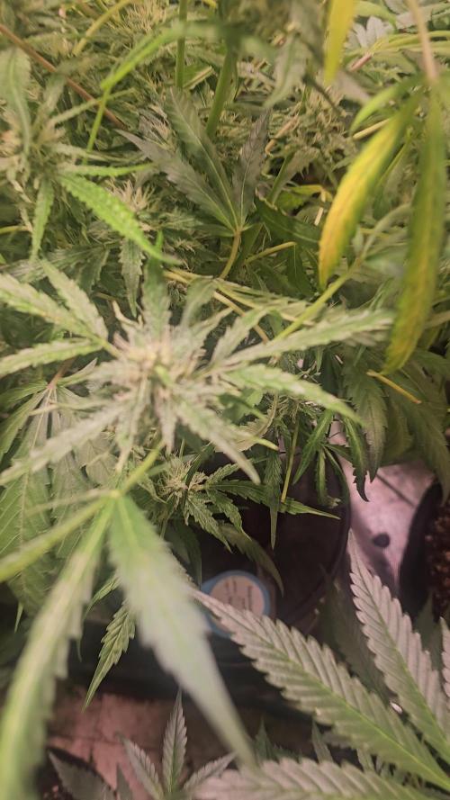 Dwc banana purple punch auto R3