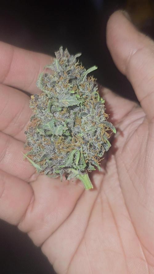 Dwc banana purple punch auto R3