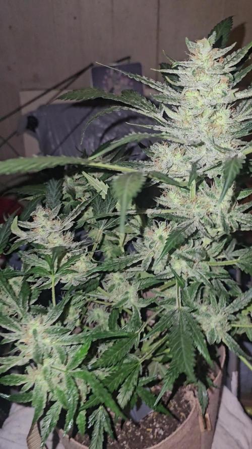 Dwc banana purple punch auto R3