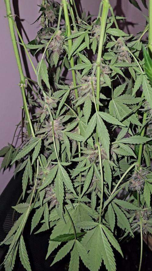 Dwc banana purple punch auto R3