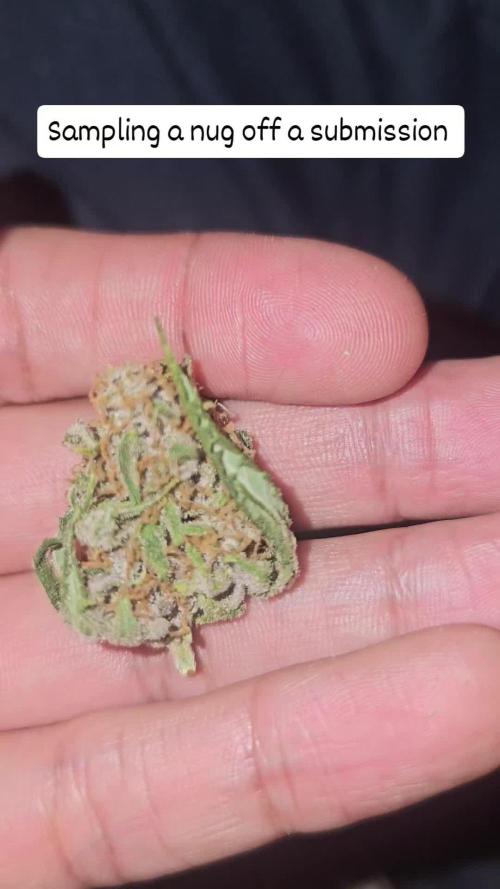 Dwc banana purple punch auto R3