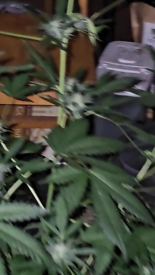 Dwc banana purple punch auto R3