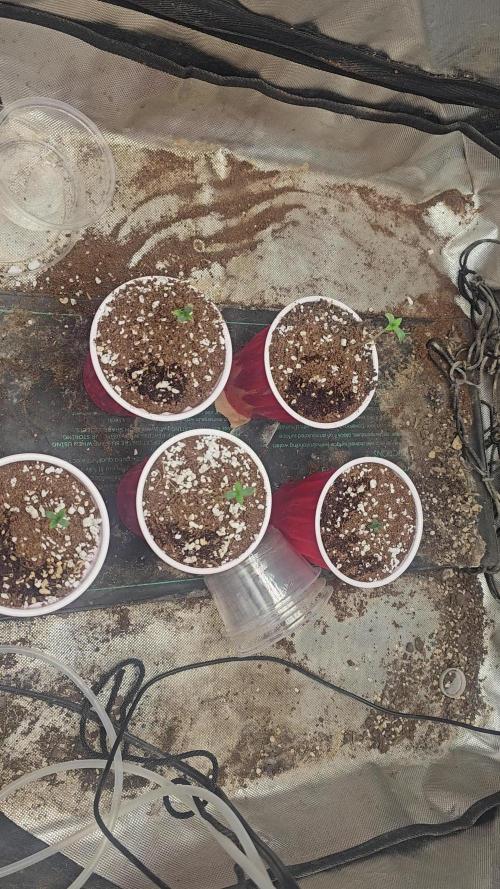 Fastbuds mix fem photos