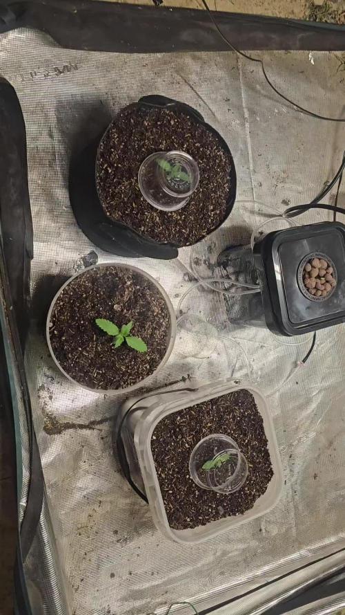 Fastbuds mix fem photos