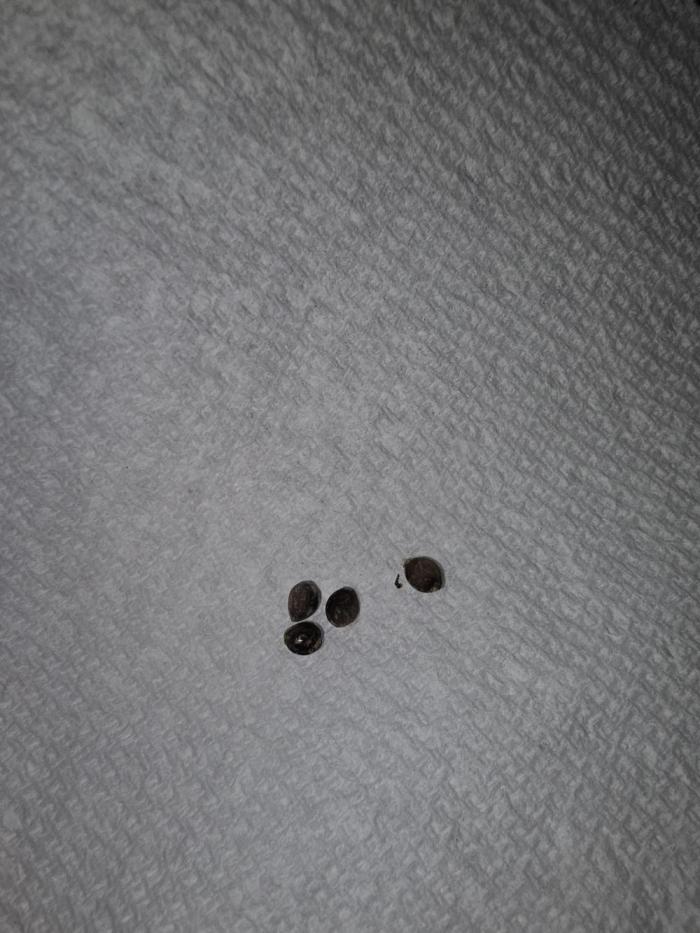 Testing out my own bred auto hybrids. Week 0