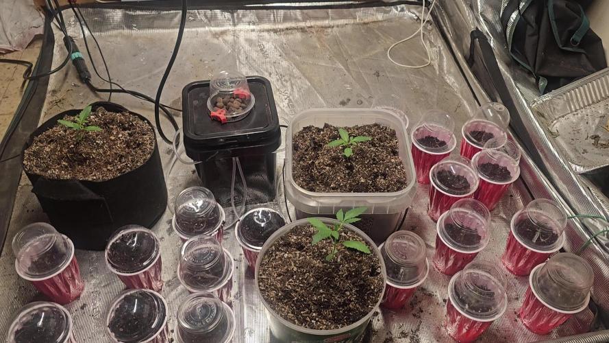 Fastbuds mix fem photos