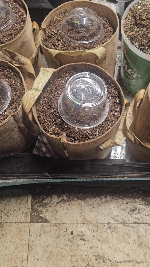 Testing out my own bred auto hybrids