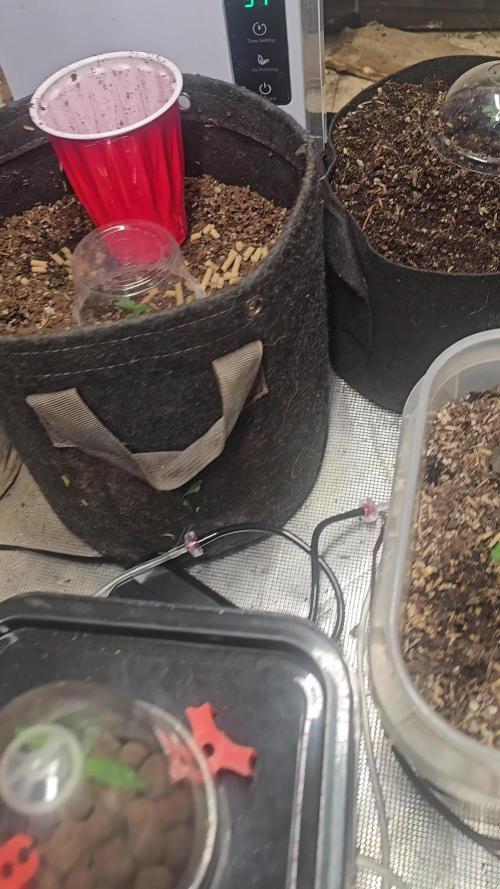 Fastbuds mix fem photos