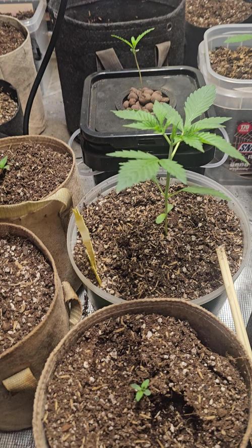 Fastbuds mix fem photos