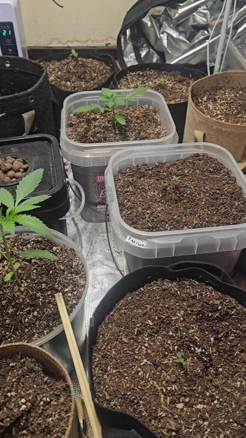 Testing out my own bred auto hybrids
