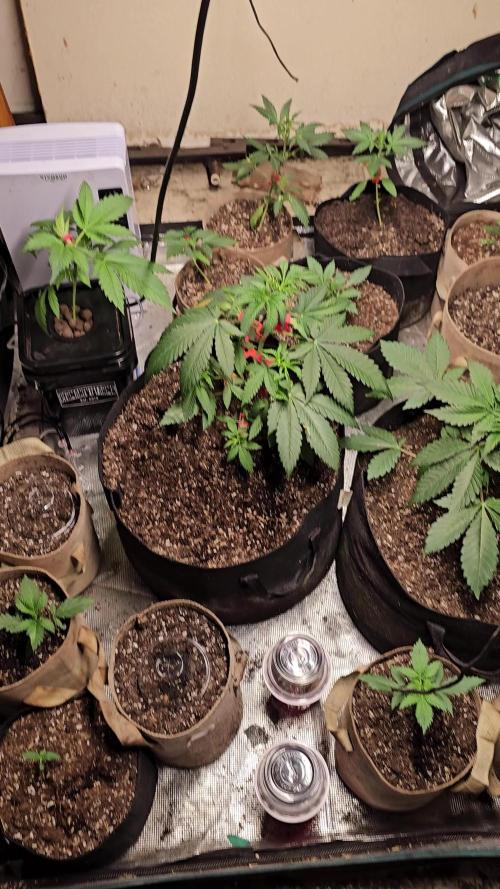 Testing out my own bred auto hybrids
