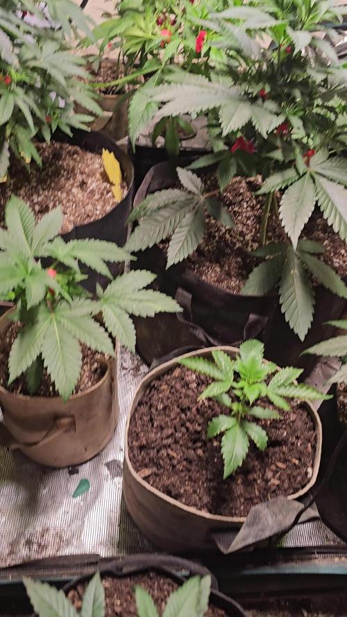 Fastbuds mix fem photos