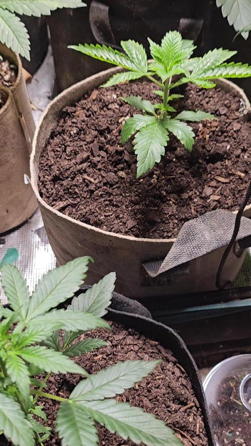 Testing out my own bred auto hybrids