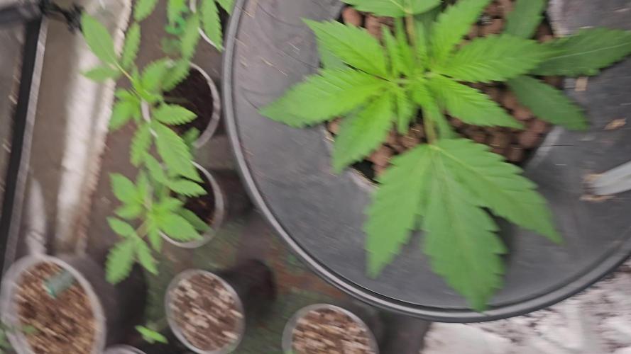 Testing my feminized photo-auto hybrids