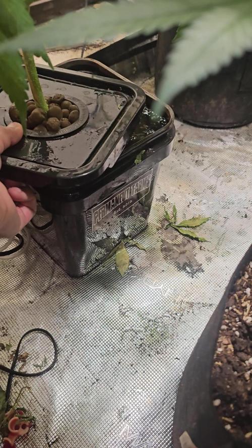 Testing out my own bred auto hybrids
