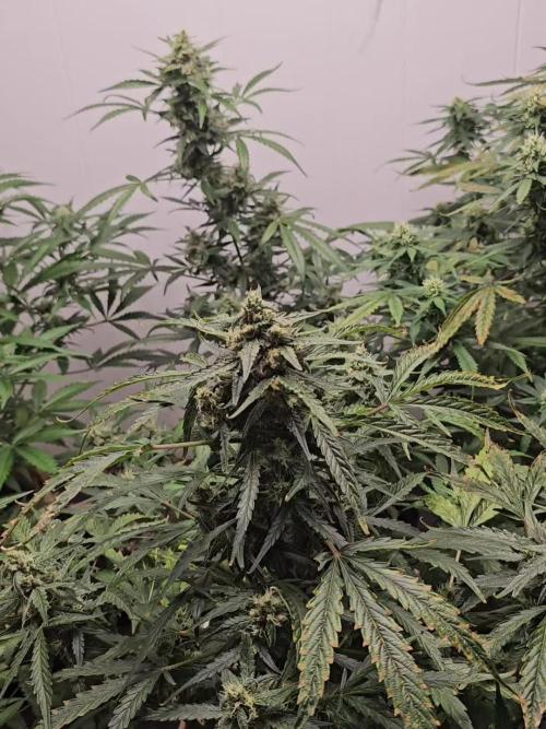 Testing out my own bred auto hybrids